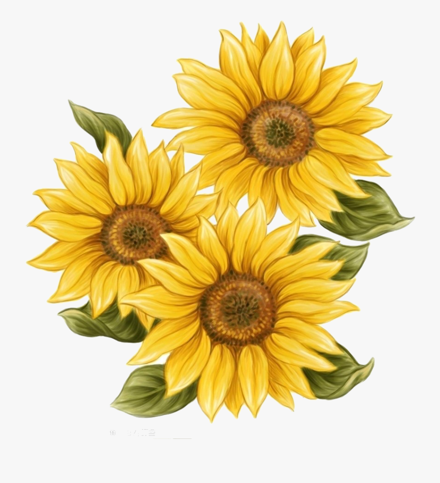 Decoration Sunflower Watercolor Common Painting Drawing - Sunflower Drawing, Transparent Clipart