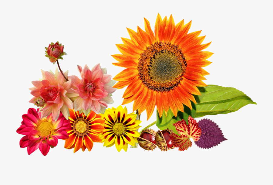 Sunflower - Autumn Flower Clip Art Free, Transparent Clipart