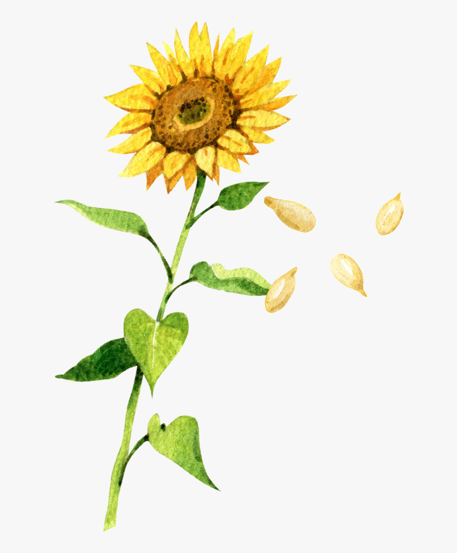 Sunflower With Petals Falling Drawing, Transparent Clipart