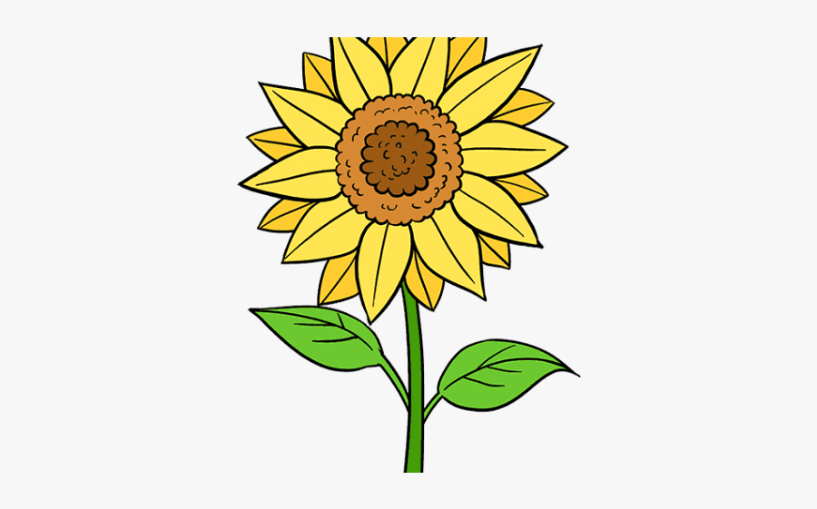 Easy How To Draw A Sunflower, Transparent Clipart