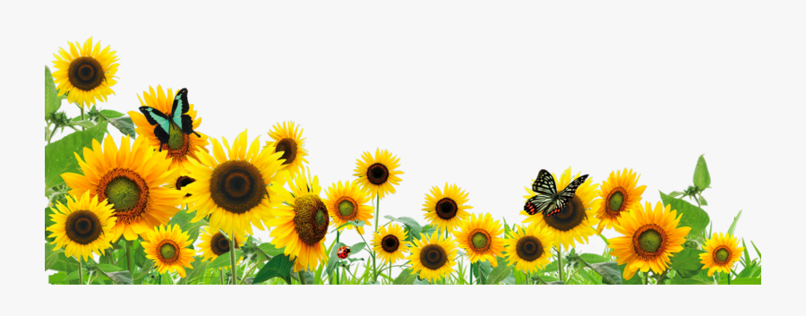 Sunflower Invitation Template Free, Transparent Clipart