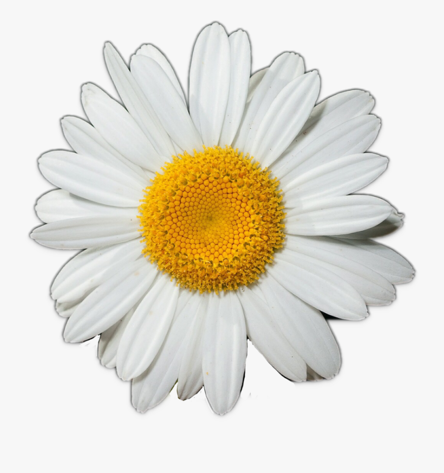 #sunflower #white #garden - Daisy Flower Wallpaper Iphone, Transparent Clipart