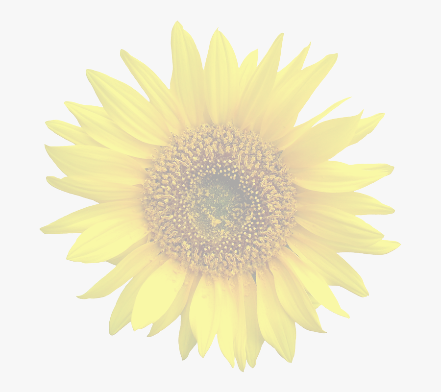 Sunflower, Graphic, Isolated, Summer, Garden - Sunflower, Transparent Clipart
