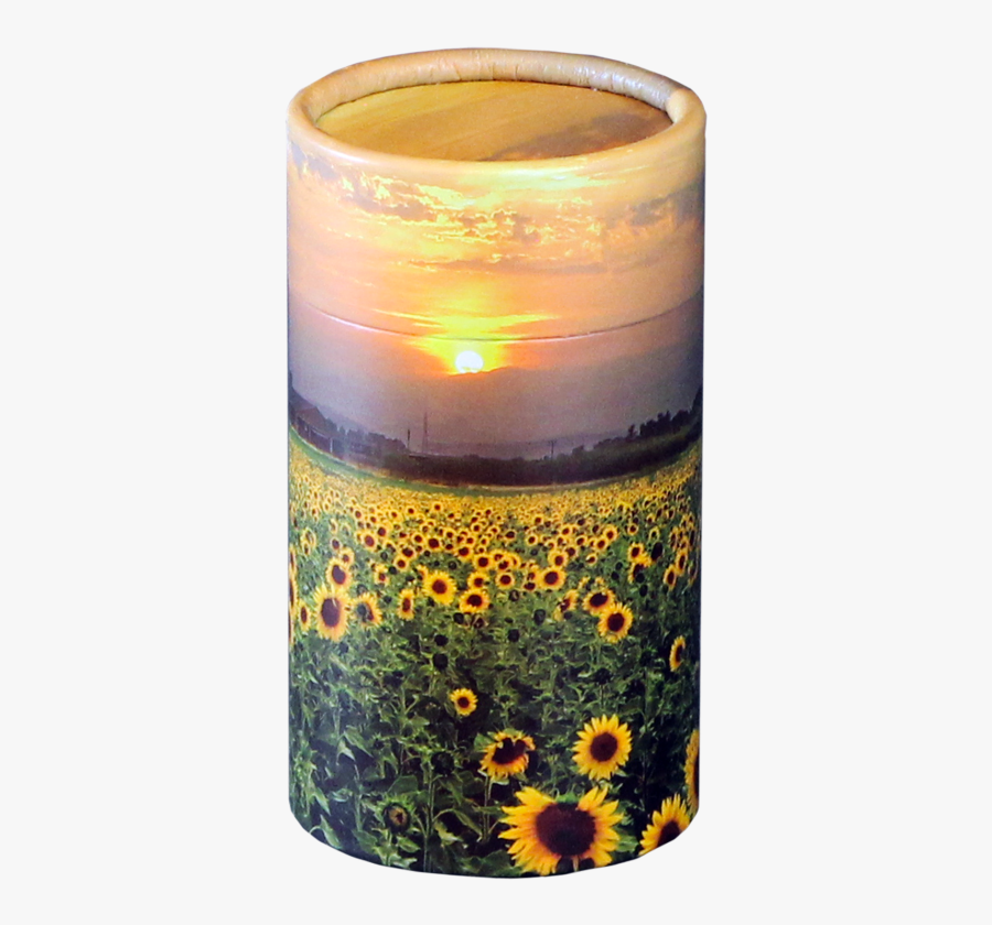 Sunflower Fields Mini $ - Sunflower Sunset, Transparent Clipart