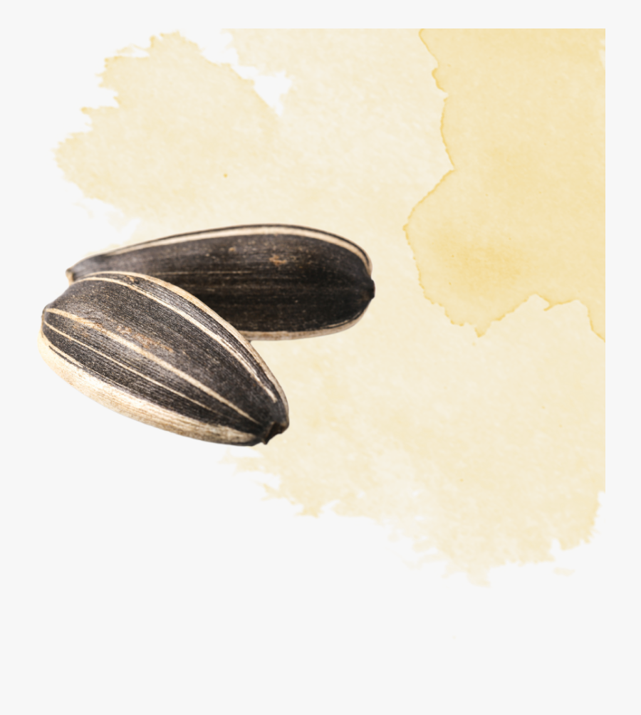 Mussel, Transparent Clipart