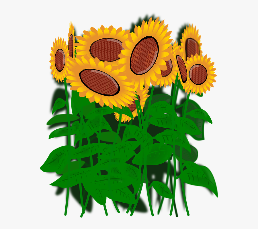 Bunga Matahari Vektor Png, Transparent Clipart