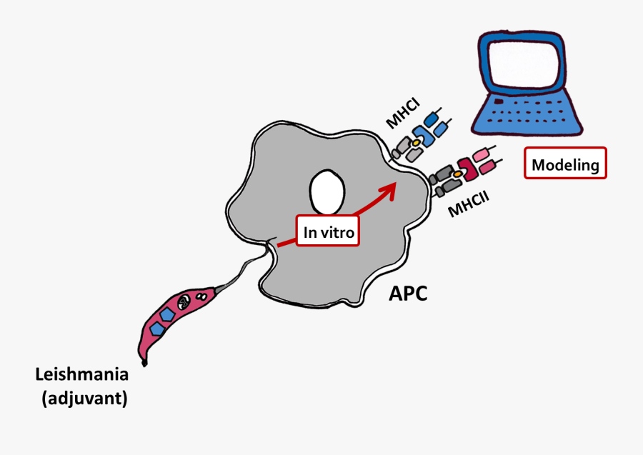Diagram, Transparent Clipart