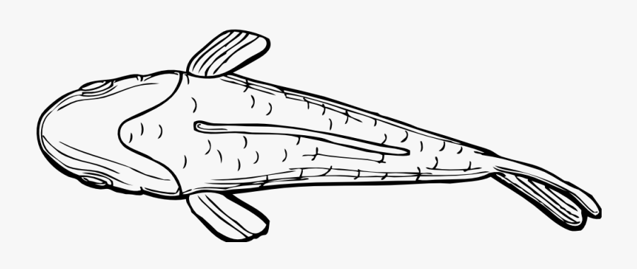 Fish Top View Drawing, Transparent Clipart