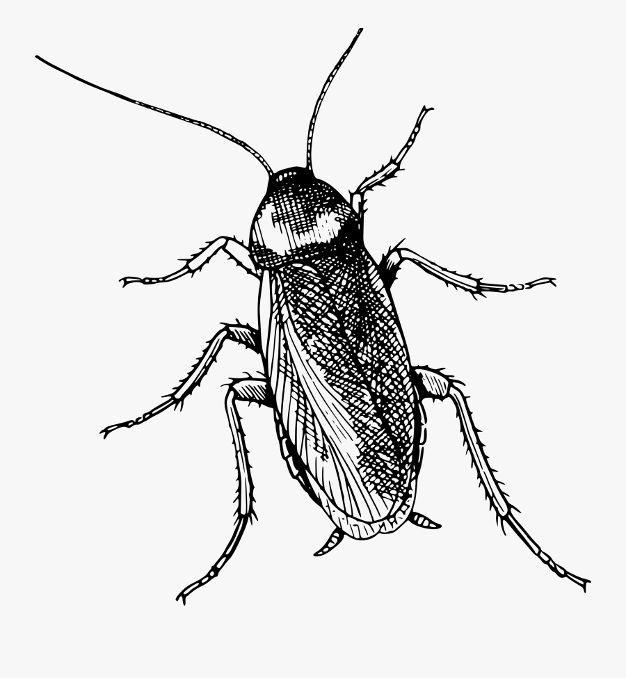 Transparent Beetle Clipart - Cockroach Clipart Black And White, Transparent Clipart