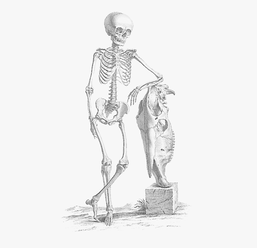Transparent Skeleton Png - Two Sections Of The Skeleton, Transparent Clipart