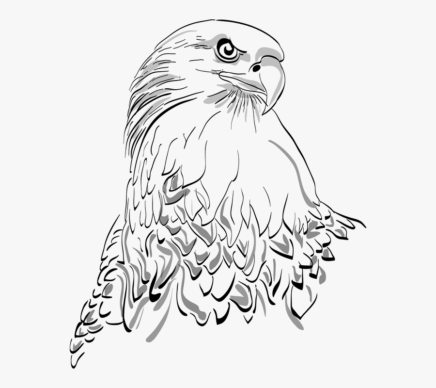 White Tailed Eagle Drawing , Free Transparent Clipart - ClipartKey.