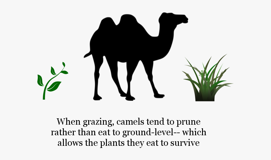 Camel Hump Day Shark, Transparent Clipart
