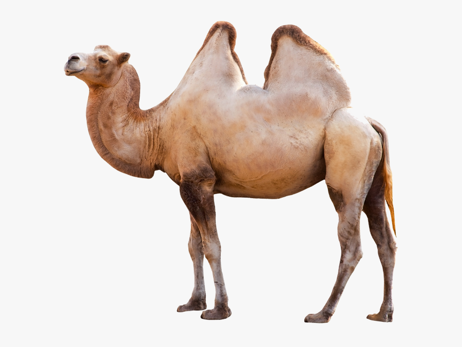 Transparent Clipart Camel Hump Day - Animal Png, Transparent Clipart