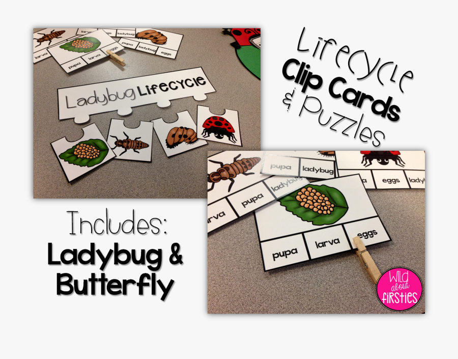 To Help Reinforce The Life Cycle Stages, I Made These - Writing, Transparent Clipart