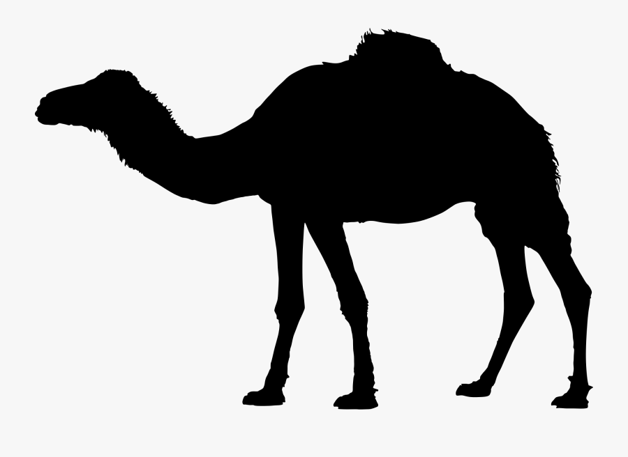 File Domestic Dromedary Silhouette Wikimedia Commons - Camel Silhouette Png, Transparent Clipart