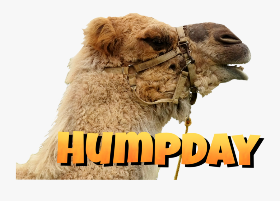 #wednesday #humpday #humor #camel #daysoftheweek #madewithpicsart - Arabian Camel, Transparent Clipart