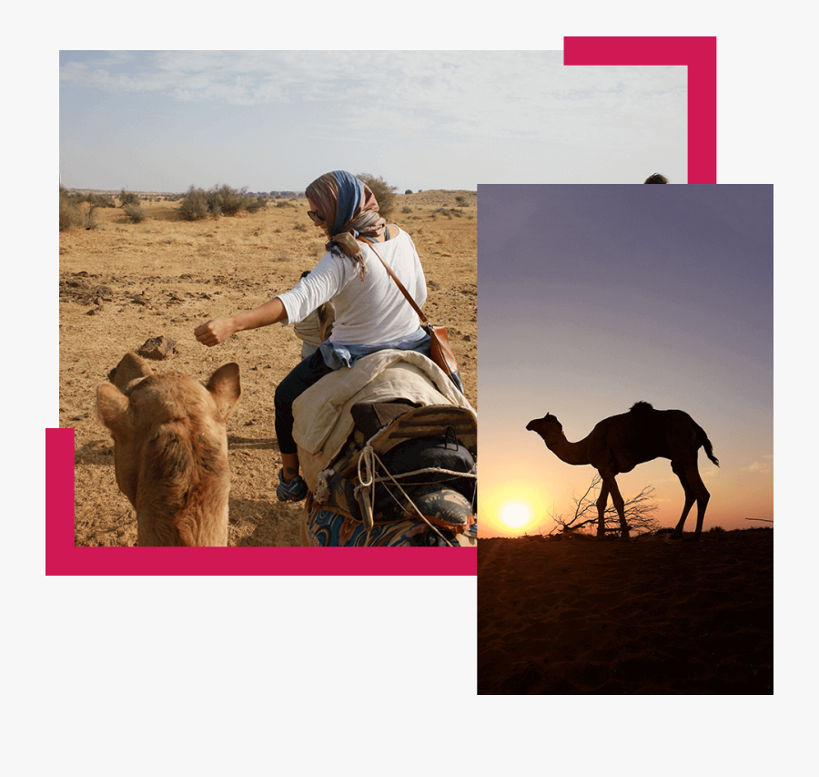 Half Day Sunrise Camel Safari Trotters Jaisalmer - Erg, Transparent Clipart