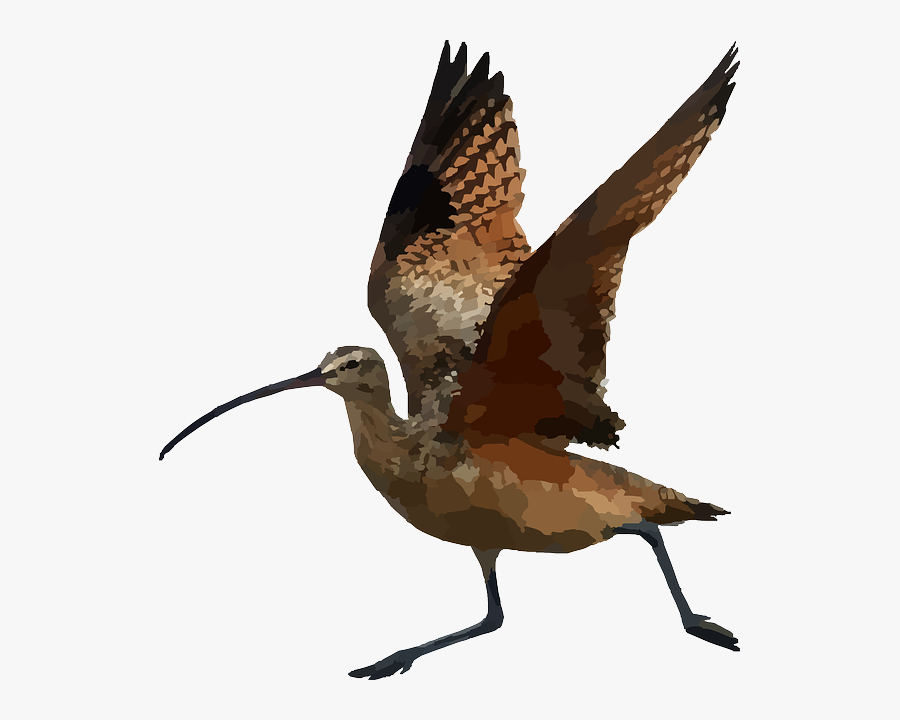 Numenius Americanus, Transparent Clipart