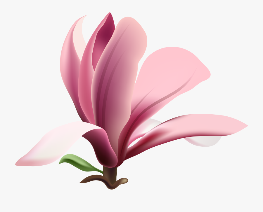 Super Ideas Magnolia Clip Art Transparent Png Image, Transparent Clipart