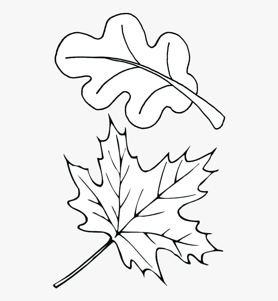 Leaf Outline Autumn Outlines Fall Clip Art Transparent - Leaf Coloring Page, Transparent Clipart