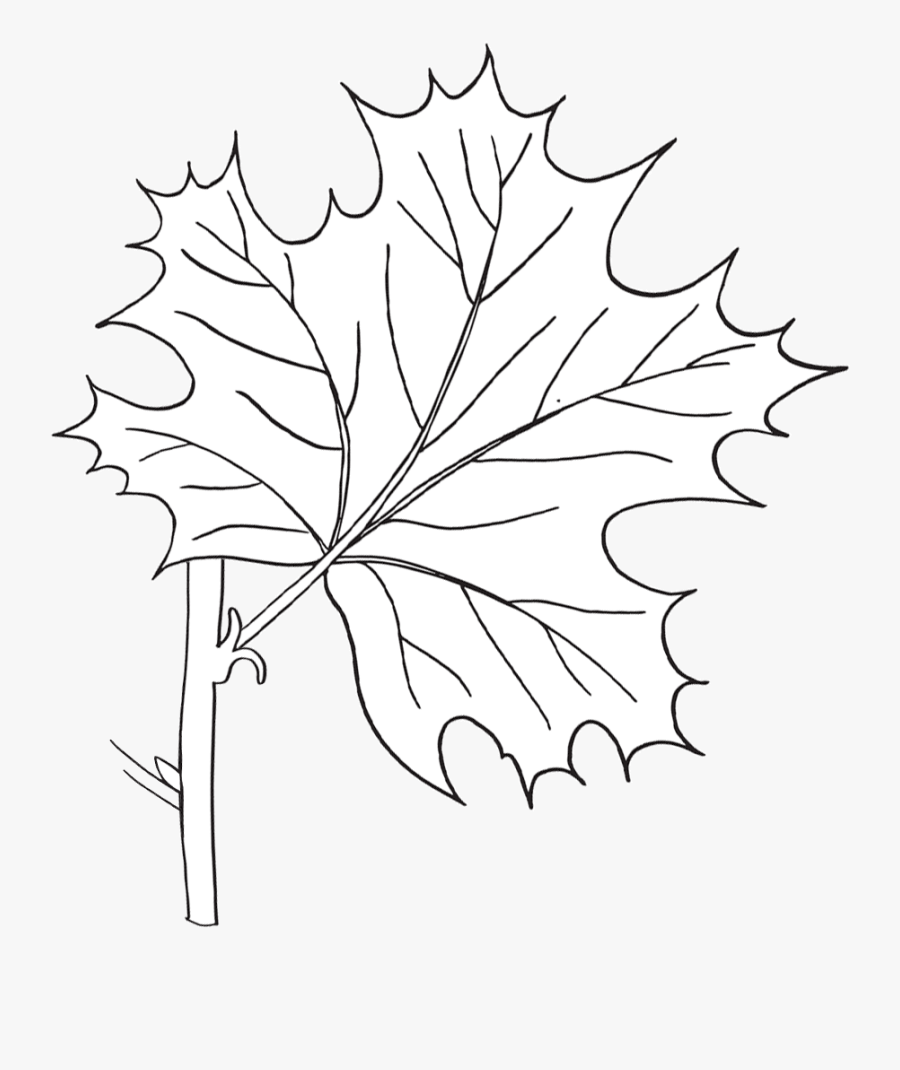 Black Maple, Transparent Clipart