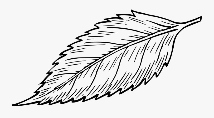 Line Drawing Maple Leaf Clipart , Png Download - Black And White Leaf Clipart, Transparent Clipart