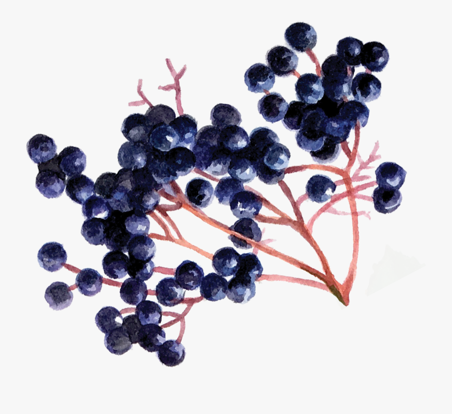Elderberry Png, Transparent Clipart