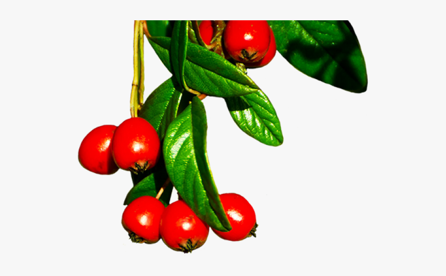 Winter Clipart Berry - Cherry Tomatoes, Transparent Clipart