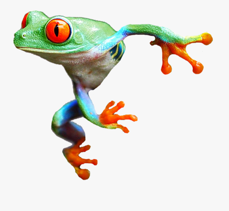 Amphibian Clipart Red Frog - Frogs With Red Feet, Transparent Clipart