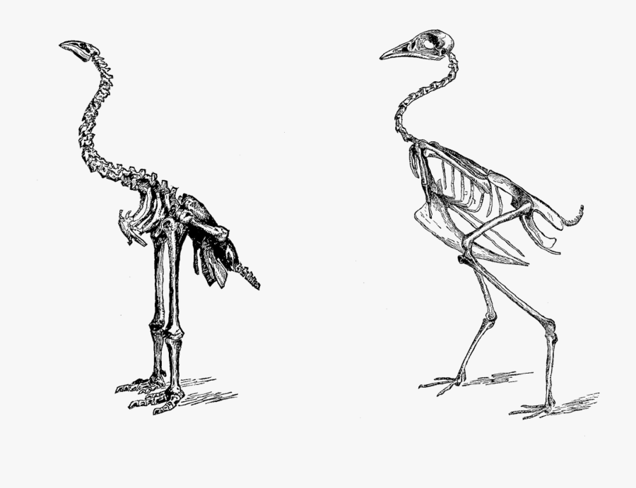 Sketch, Transparent Clipart