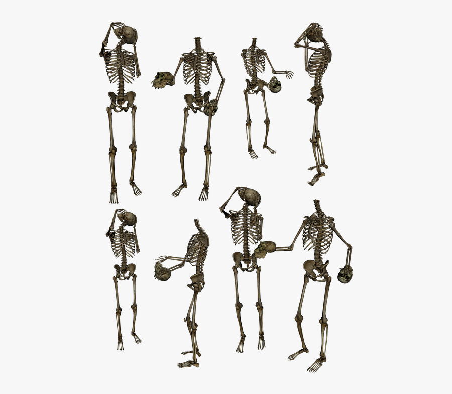 Skeleton Skeletons Bones Skull Funny Humor Human - High Quality Background Hd Png For Picsart, Transparent Clipart