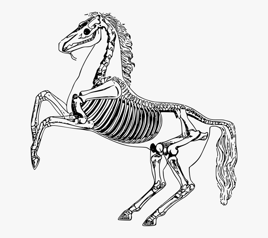Transparent Skeleton Arm Png - Horse Skeleton Clip Art, Transparent Clipart