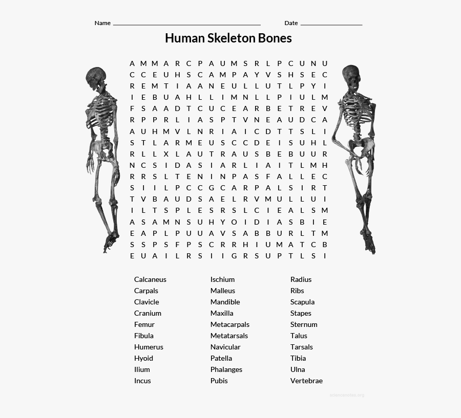 Puberty Word Search, Transparent Clipart