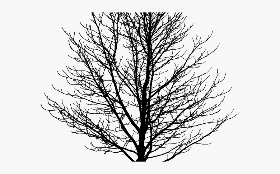 Drawings Of Forest Trees, Transparent Clipart