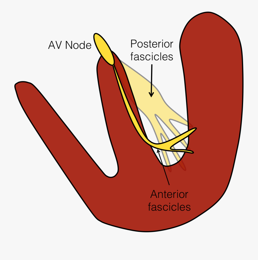 Left Anterior Fascicle And Posterior Fascicle, Transparent Clipart