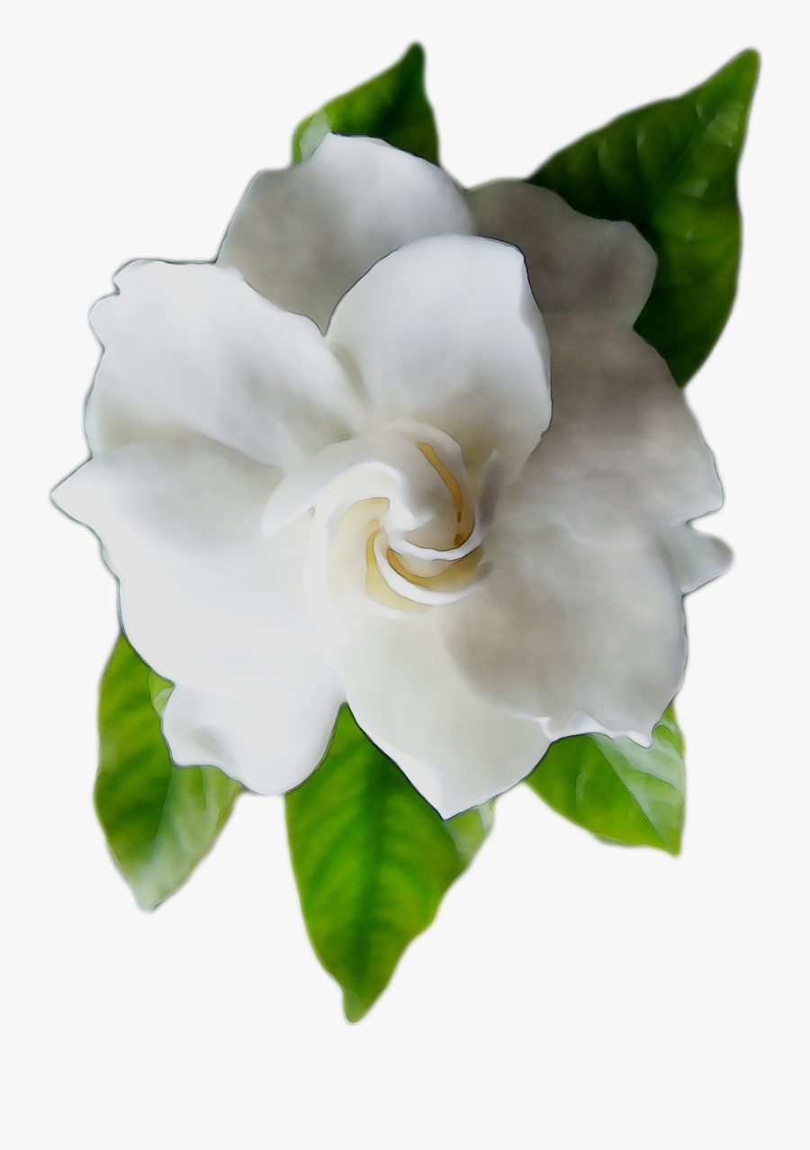Gardenia Floribunda Free Photo Png Clipart - Png Gardenia, Transparent Clipart