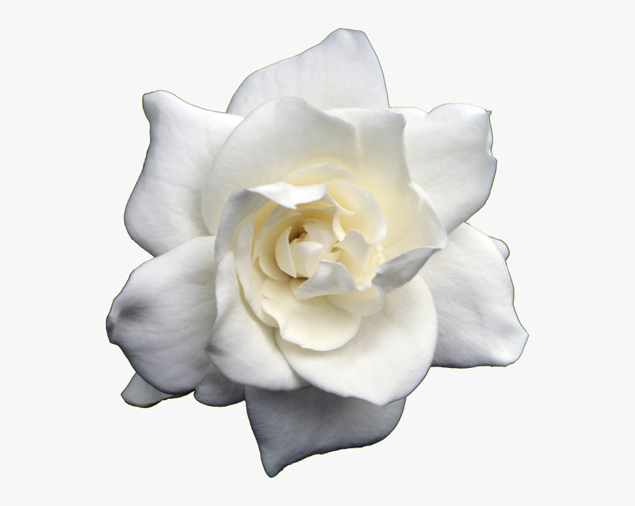 Clip Art Gardenia Png - Transparent Background Gardenia Flower Png, Transparent Clipart