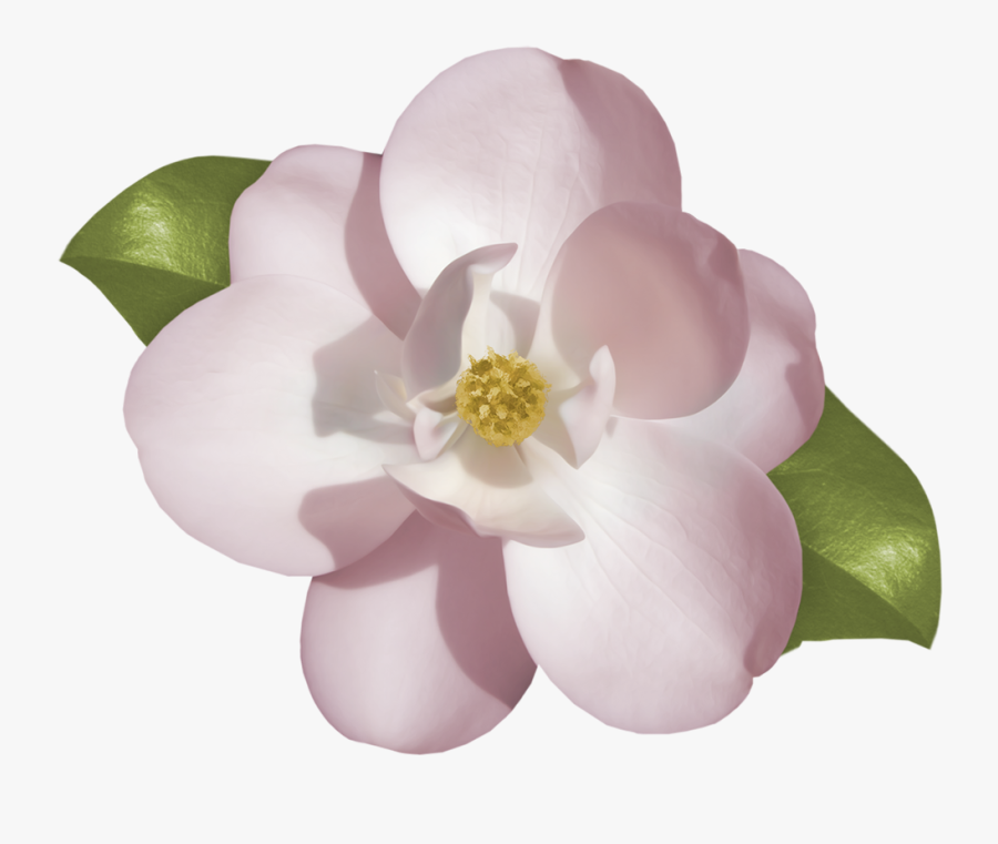 Gardenia Clipart , Png Download - Jasmine Flower Transparent Pink, Transparent Clipart