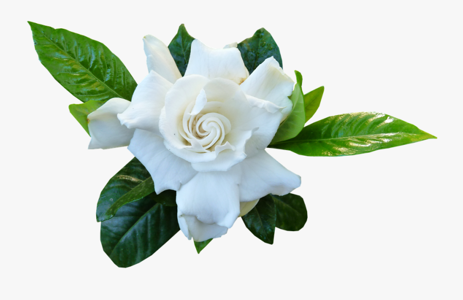Flower White Gardenia - Nandyarvattam Flower, Transparent Clipart