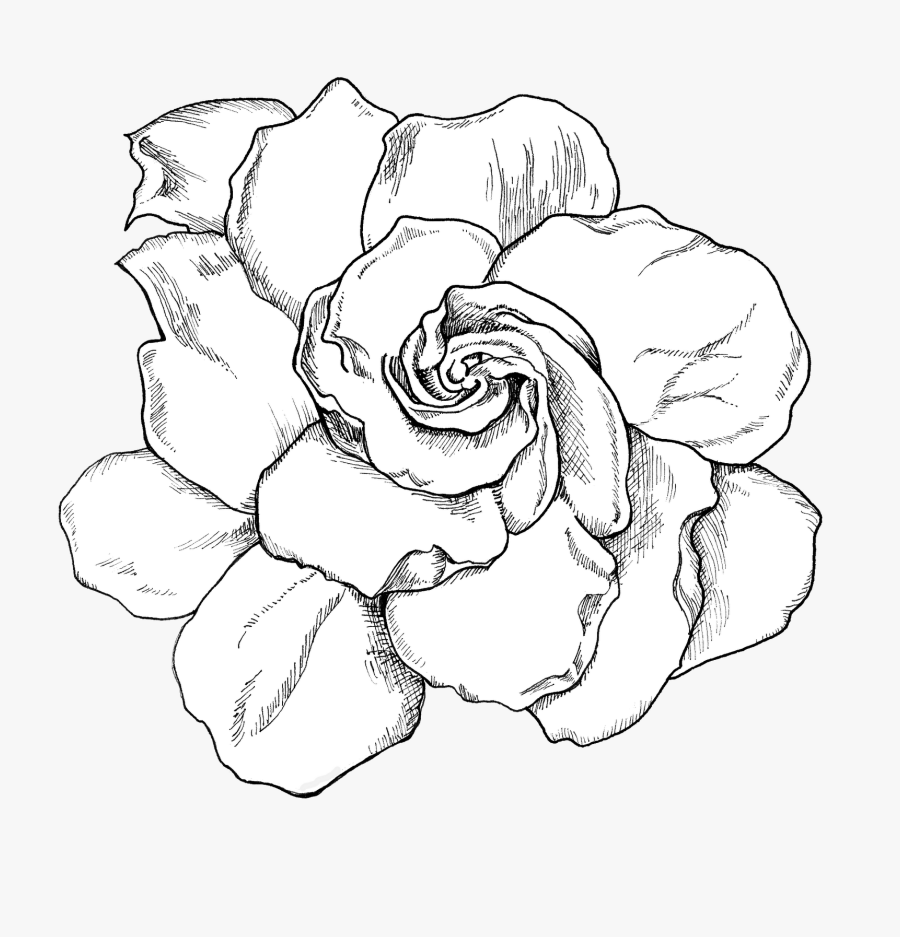 Transparent Gardenia Png, Transparent Clipart