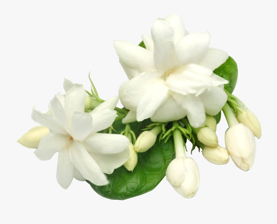 Gardenia Flowers Png Background - Jasmine Flower With Leaves, Transparent Clipart