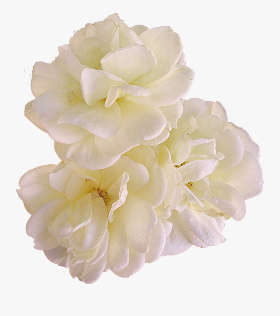 Gardenia Flowers Png Pic - Artificial Flower, Transparent Clipart