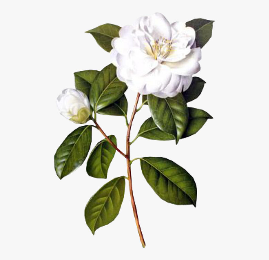 Transparent Gardenia Clipart - Camellia Flower Drawing Botanical, Transparent Clipart