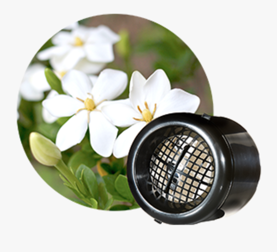 Transparent Gardenia Png - Summer Plant, Transparent Clipart