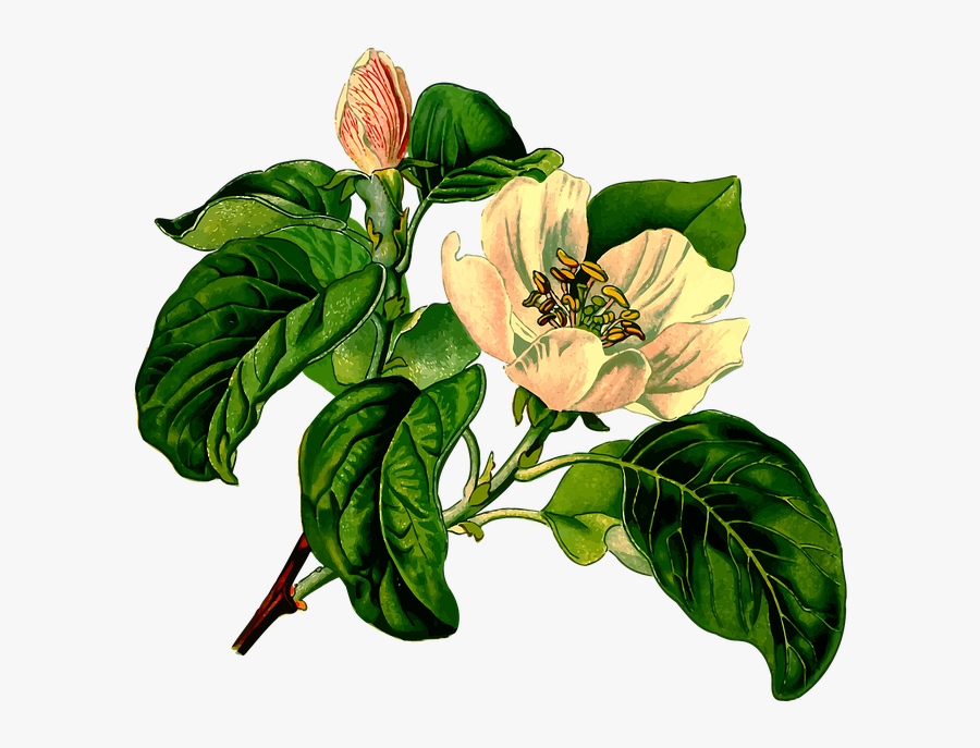 Branch, Deciduous, Fruit, Herbal, Medicinal, Medicine - Cydonia Oblonga, Transparent Clipart