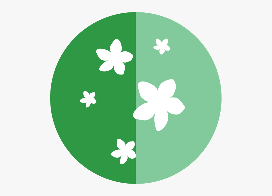 Transparent Jasmine Clipart - Jasmine, Transparent Clipart
