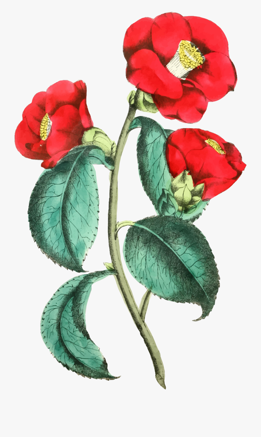 Flower Illustration Clipart - Portable Network Graphics, Transparent Clipart