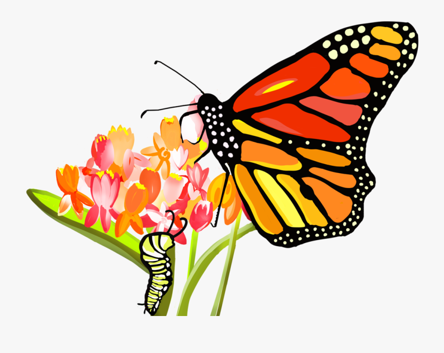 Picture - Clipart Butterfly Smelling Flower, Transparent Clipart