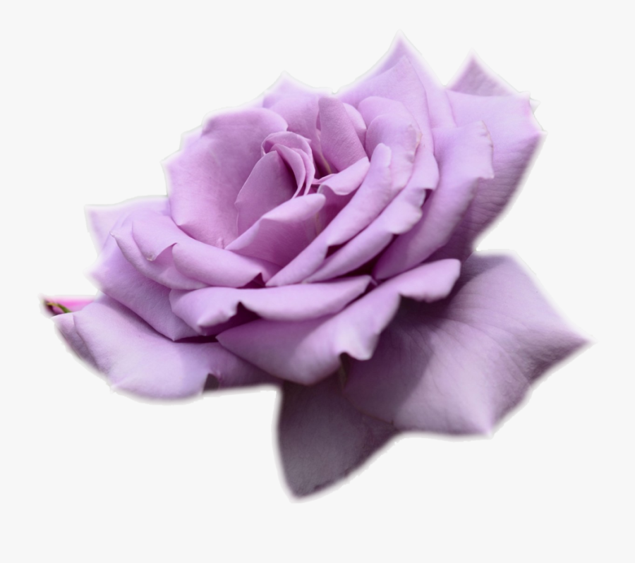 Petal,pink,garden Family,plant,hybrid Tea Rose,flowering - Purple Rose Transparent Background, Transparent Clipart