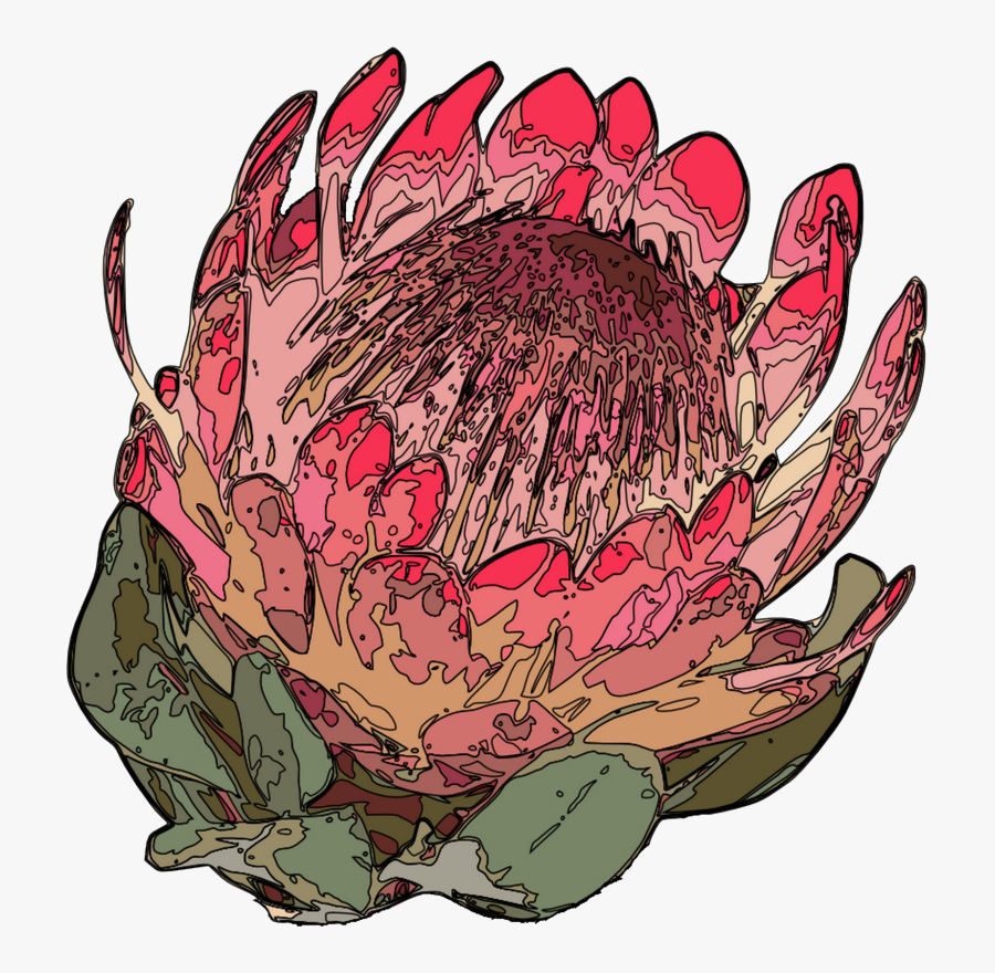 Transparent Clip Art Pics Proteas, Transparent Clipart